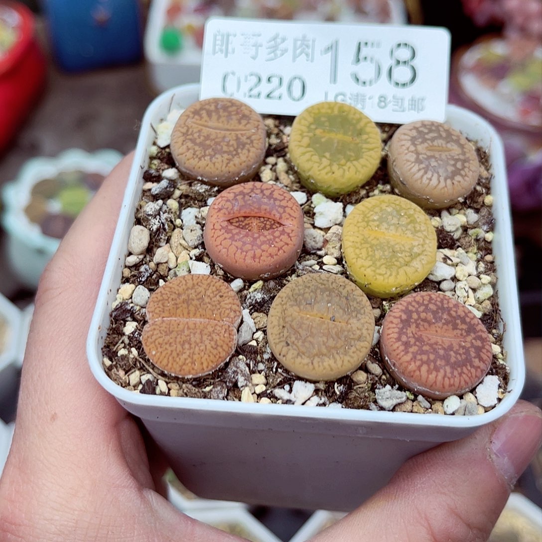 郎哥多肉生石花20-158