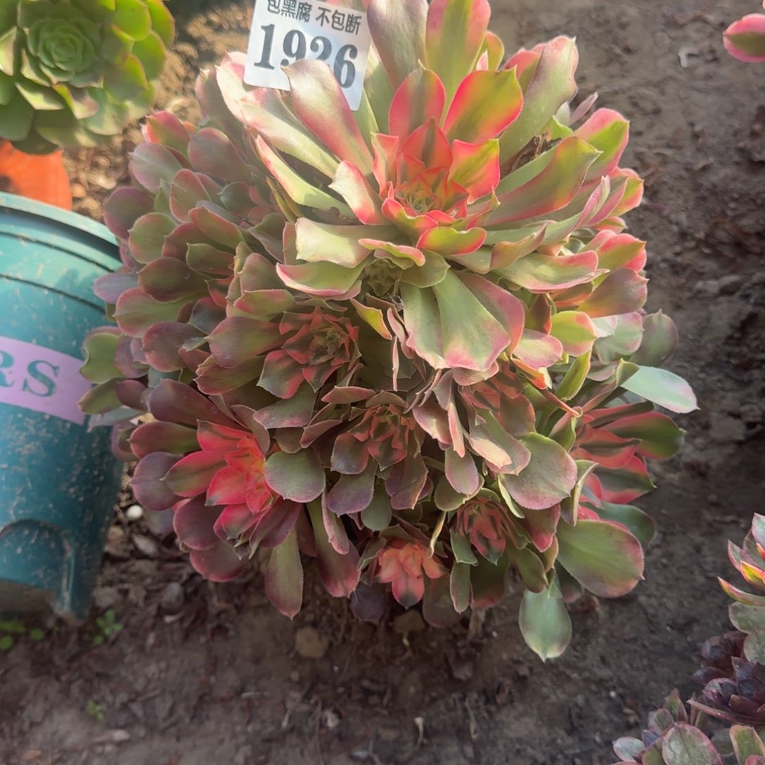 18-9法师香妃1926