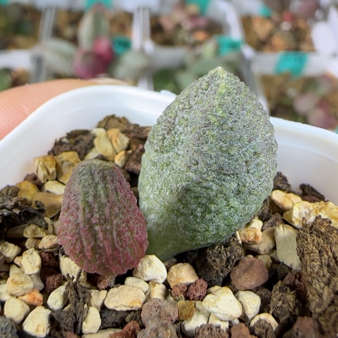 实生叶插，四方盆发