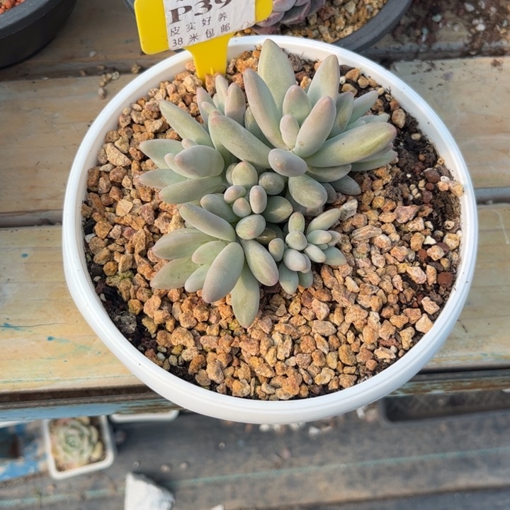 住****妞多肉植物11111白兰地11111