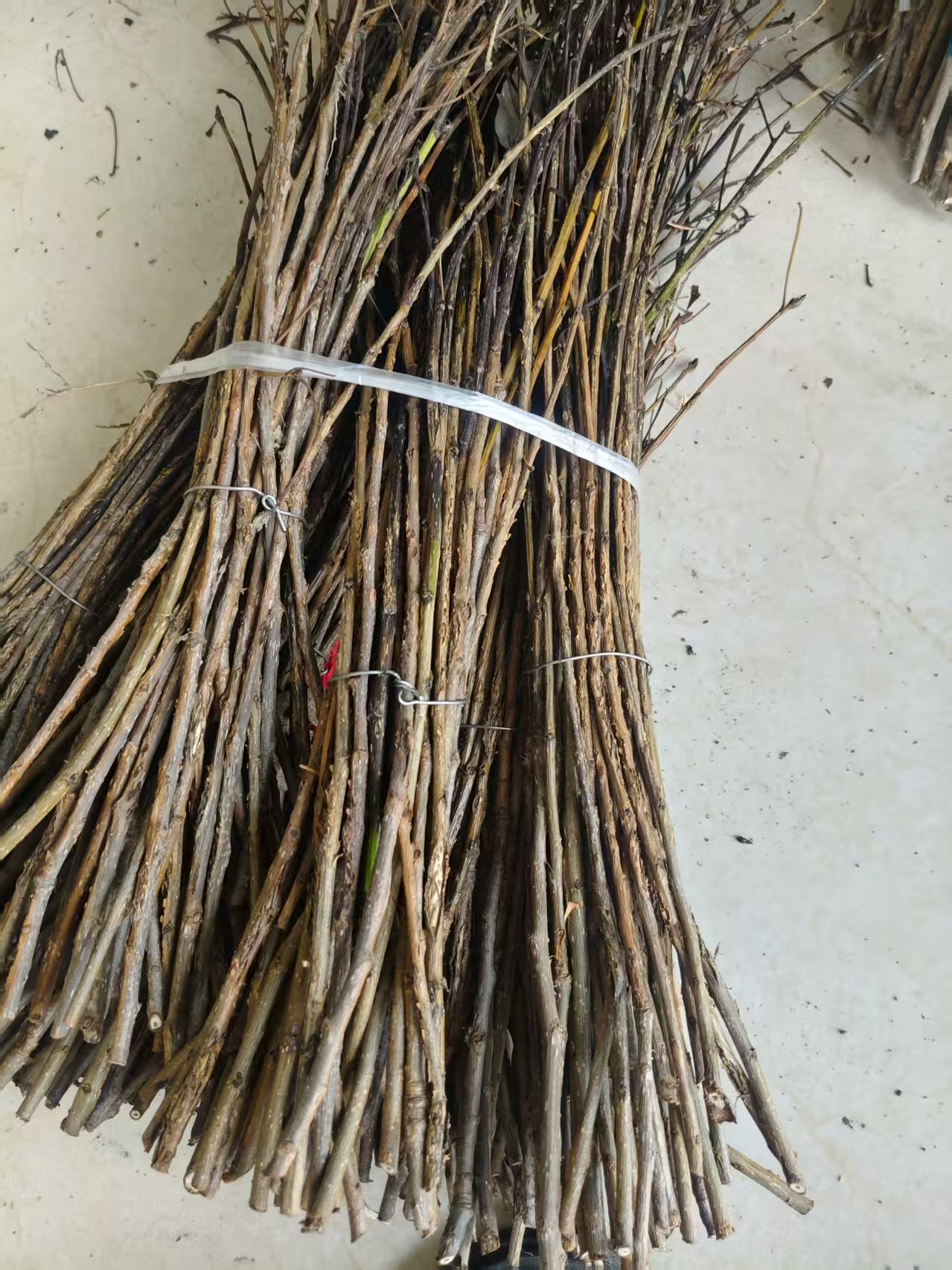 金蝉卵枝爬叉枝杨树枝条苹果枝条
