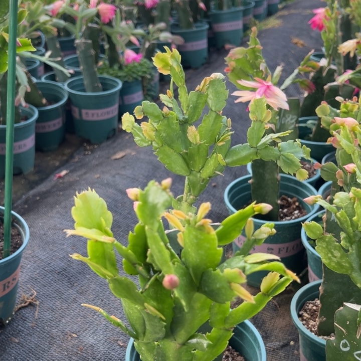 马****19号047紫色花朵00000