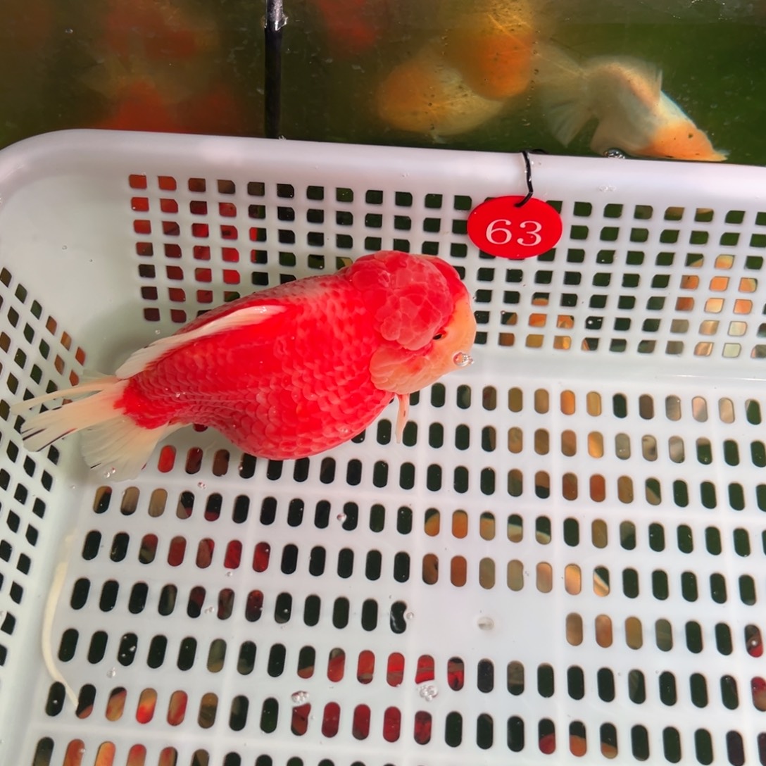 还***西金鱼你好吗我好想你啊我好