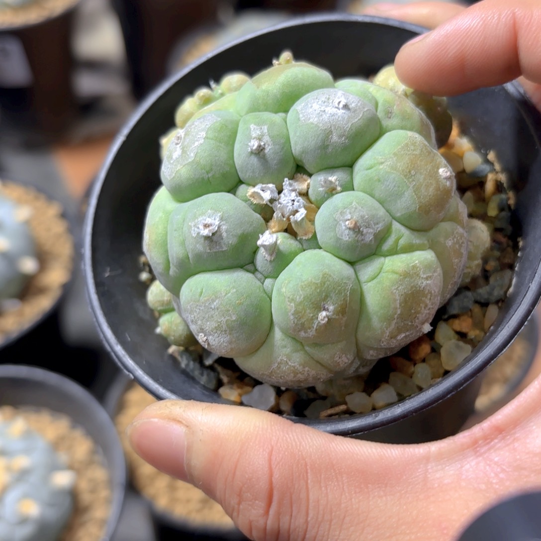 大尤古田G g g g g g g g g g g