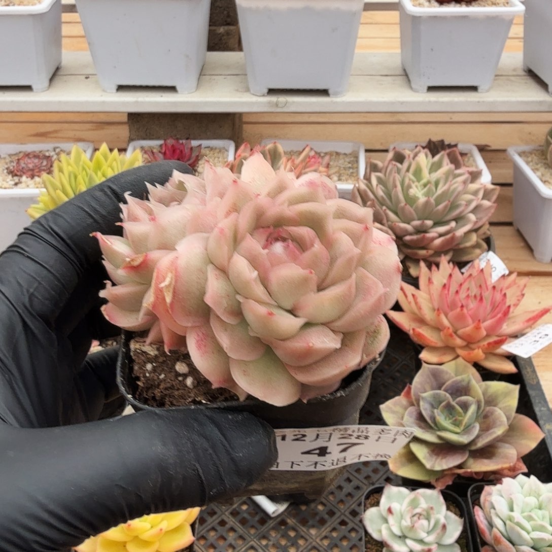 1228-47虾饺双头a