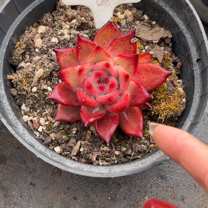 1610 0000000000多肉