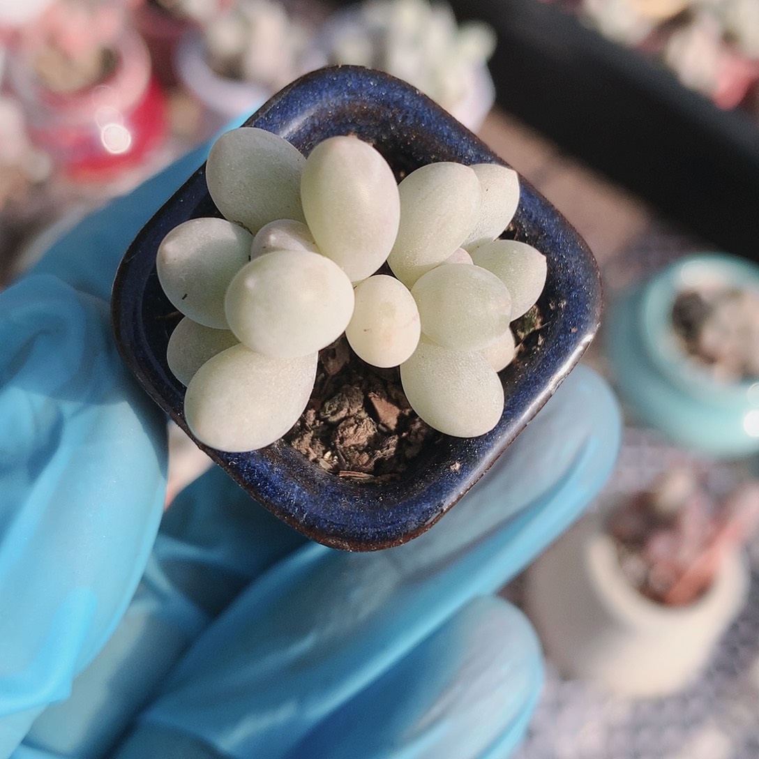 珍珠奶酪越来越白