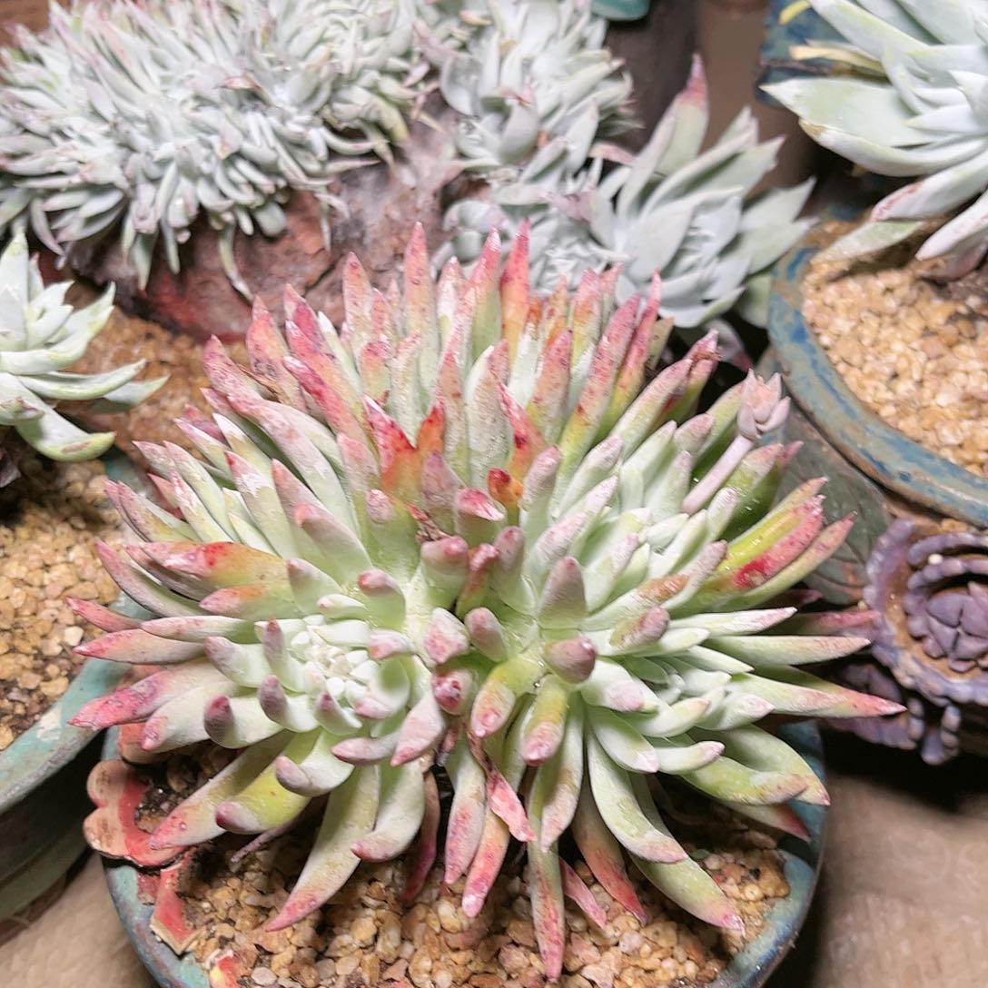 9027爱瑞斯仙女杯多肉