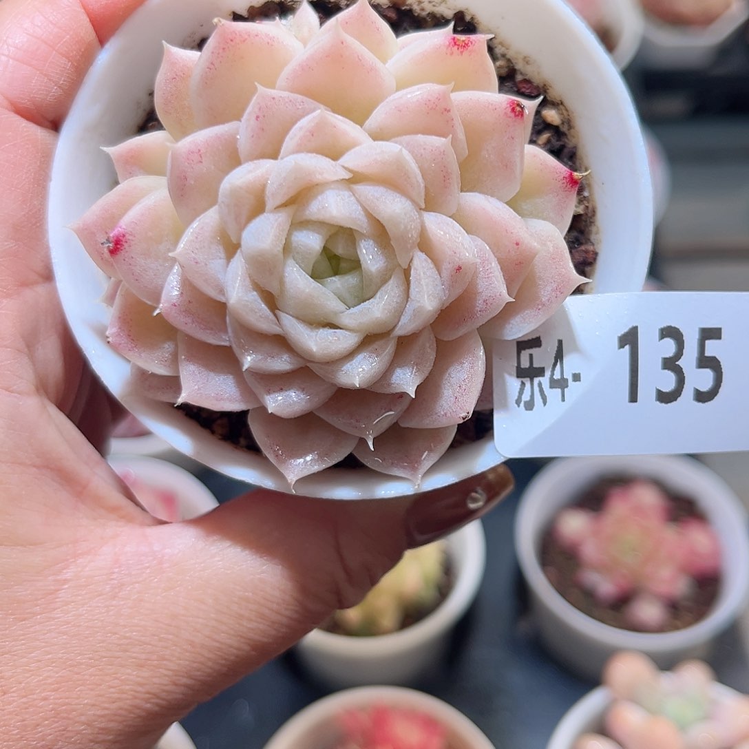 乐4-135麦秆不包整