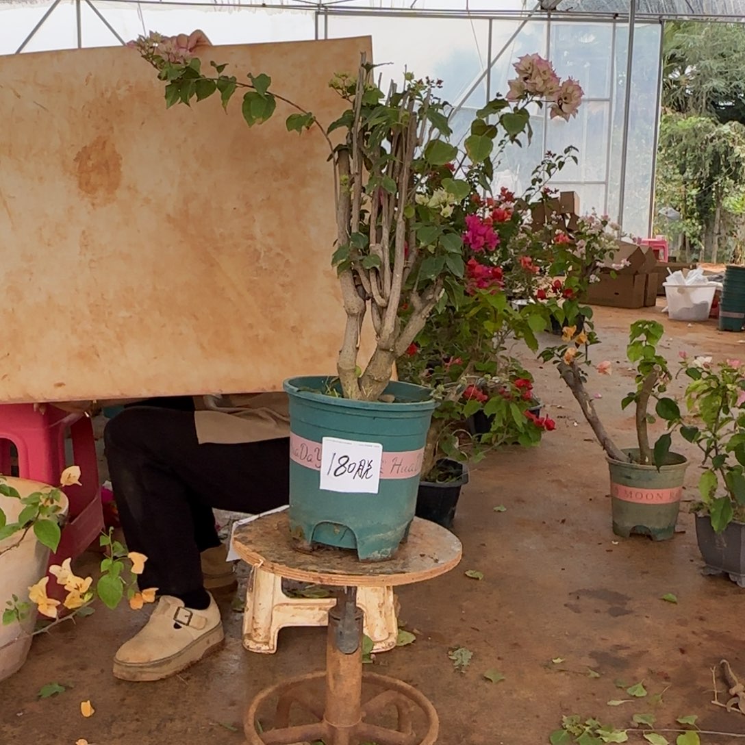 大部分花苞少量开放怡景 180脱