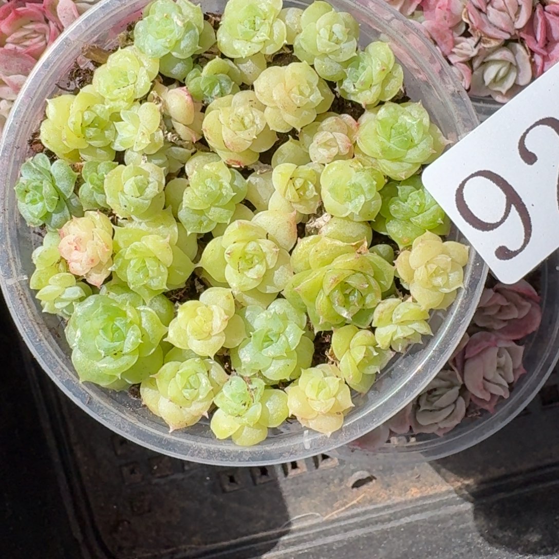 多肉植物多肉植物928