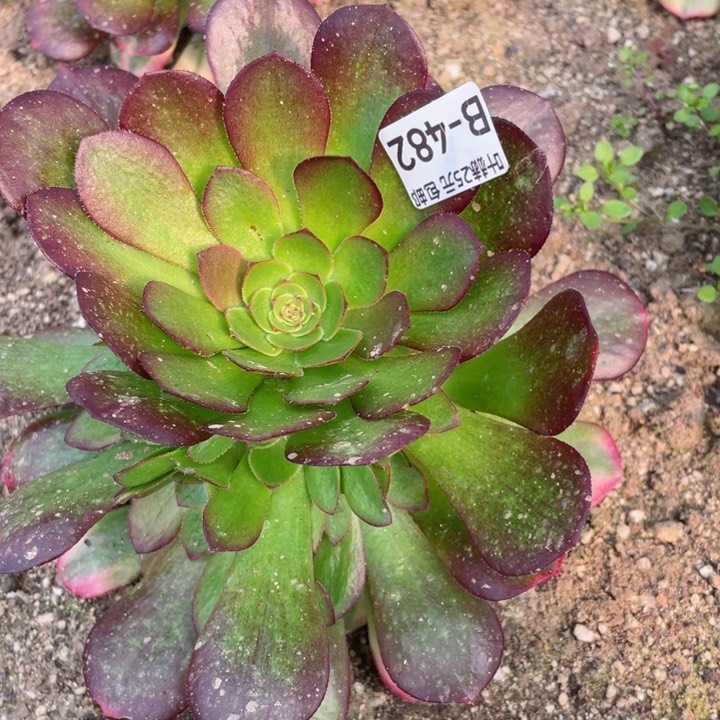 482雨荷多肉12345678