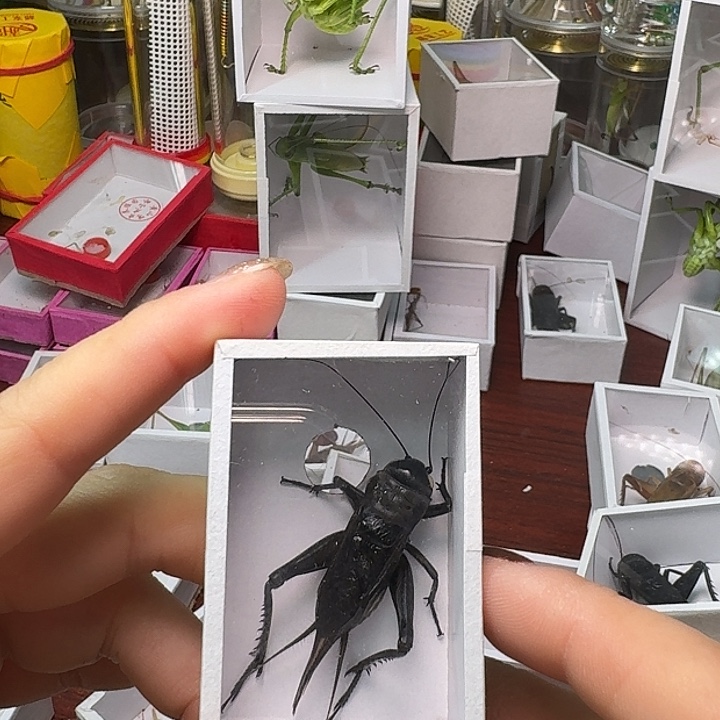 林***生蟋蟀一条油葫芦。           