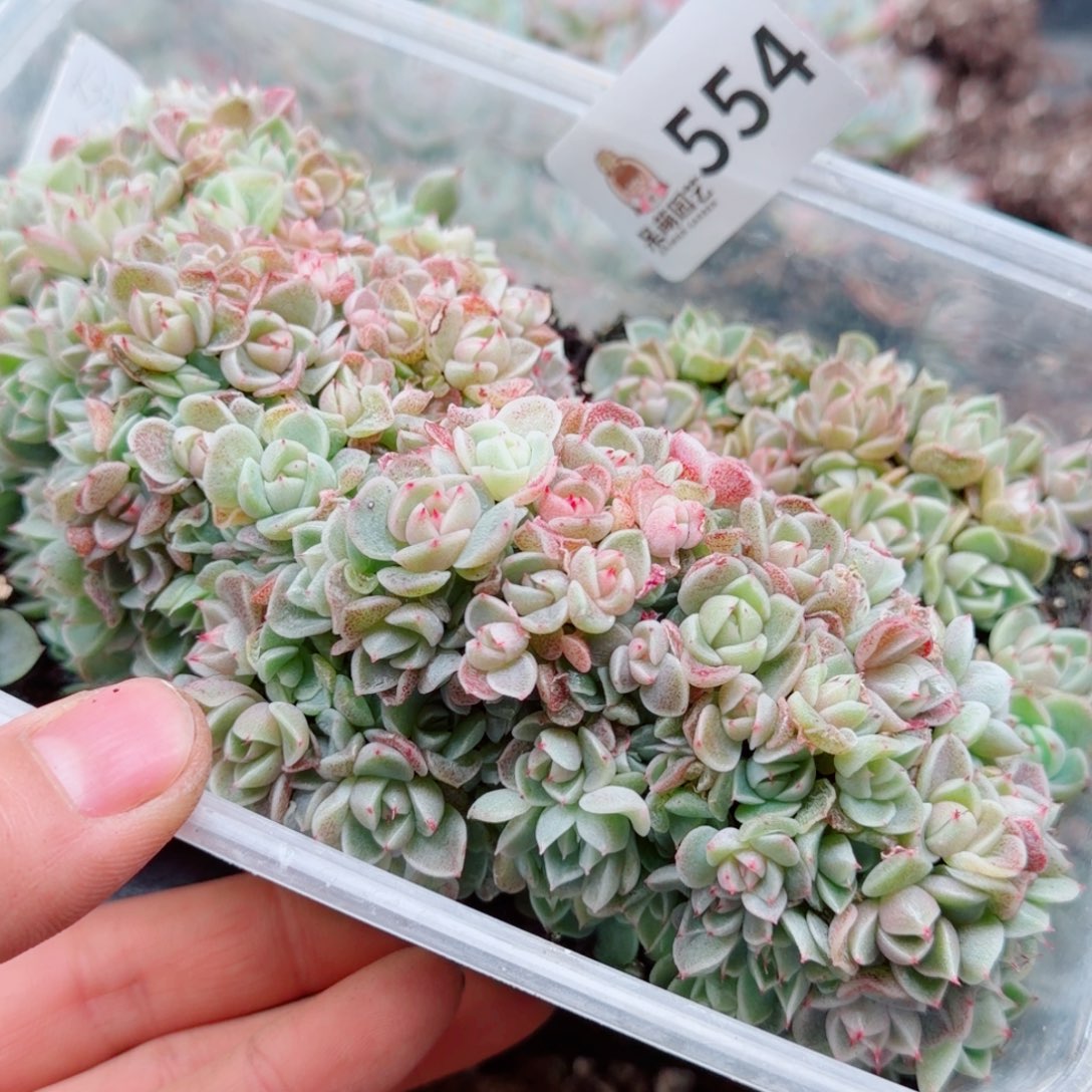 多肉植物多肉植物