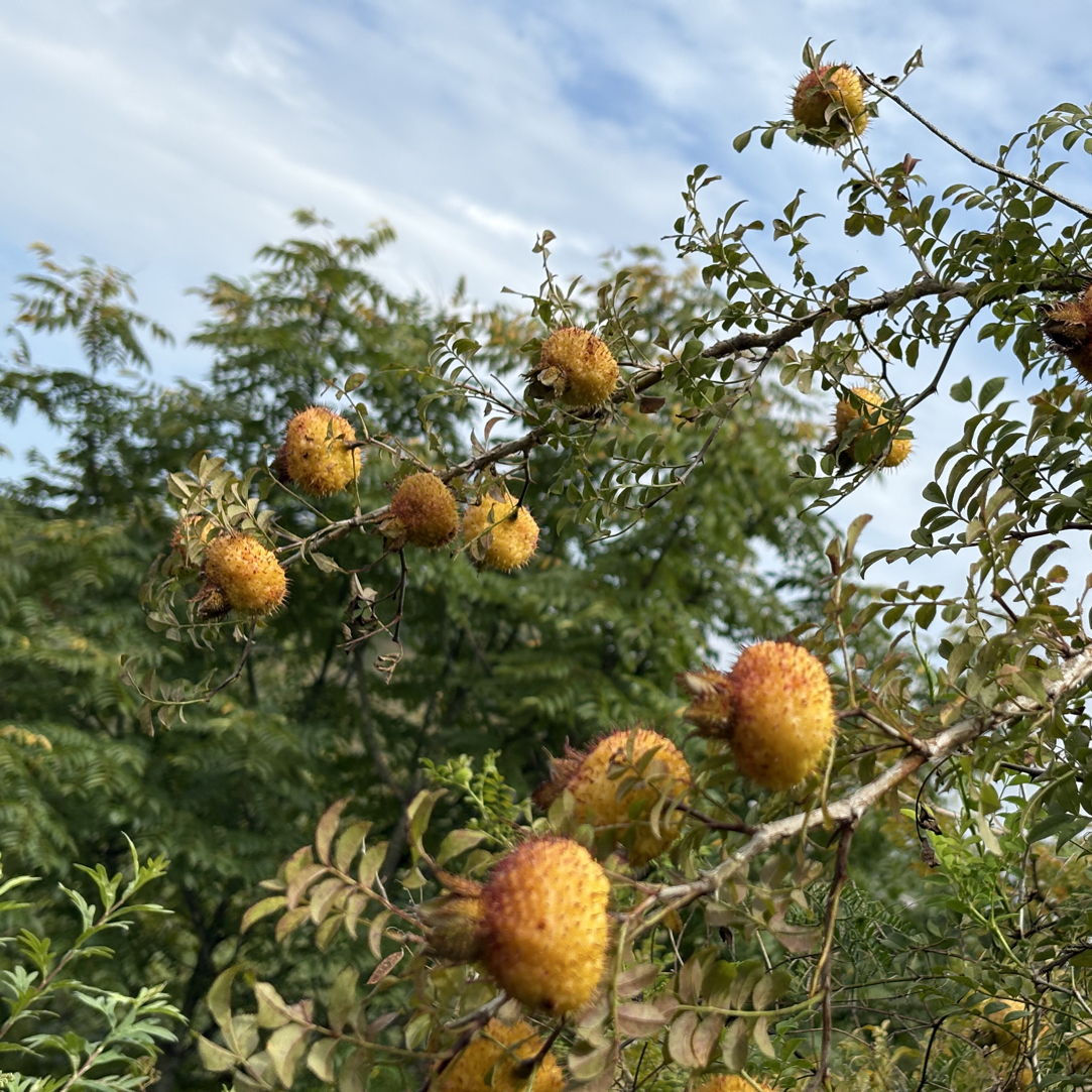 贵州高山野生刺梨鲜果现摘现发富含天然维C可榨汁泡茶泡酒