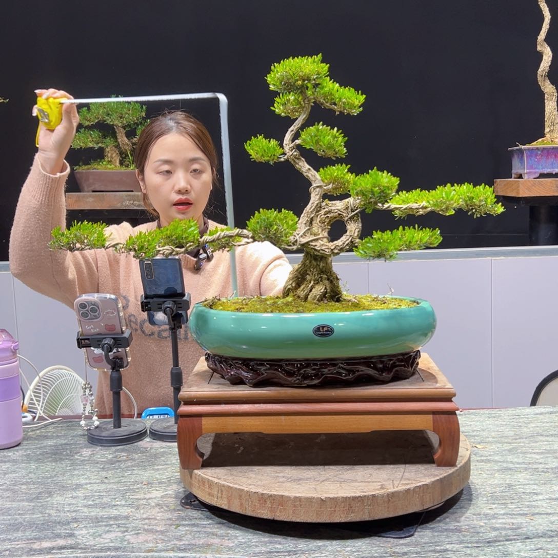 四季常青老桩黄杨盆景