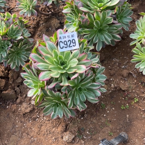 929安娜不包断枝