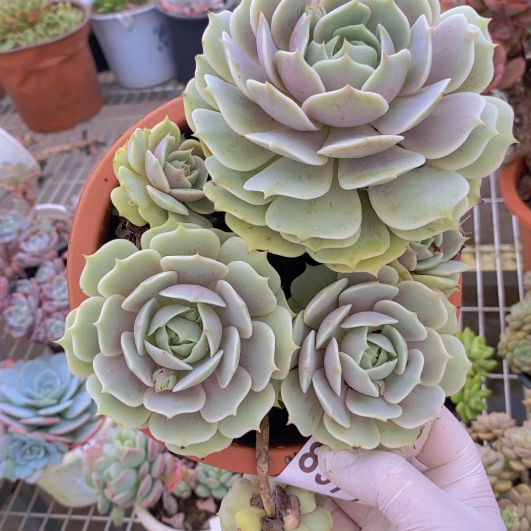 8971露娜莲一物一拍