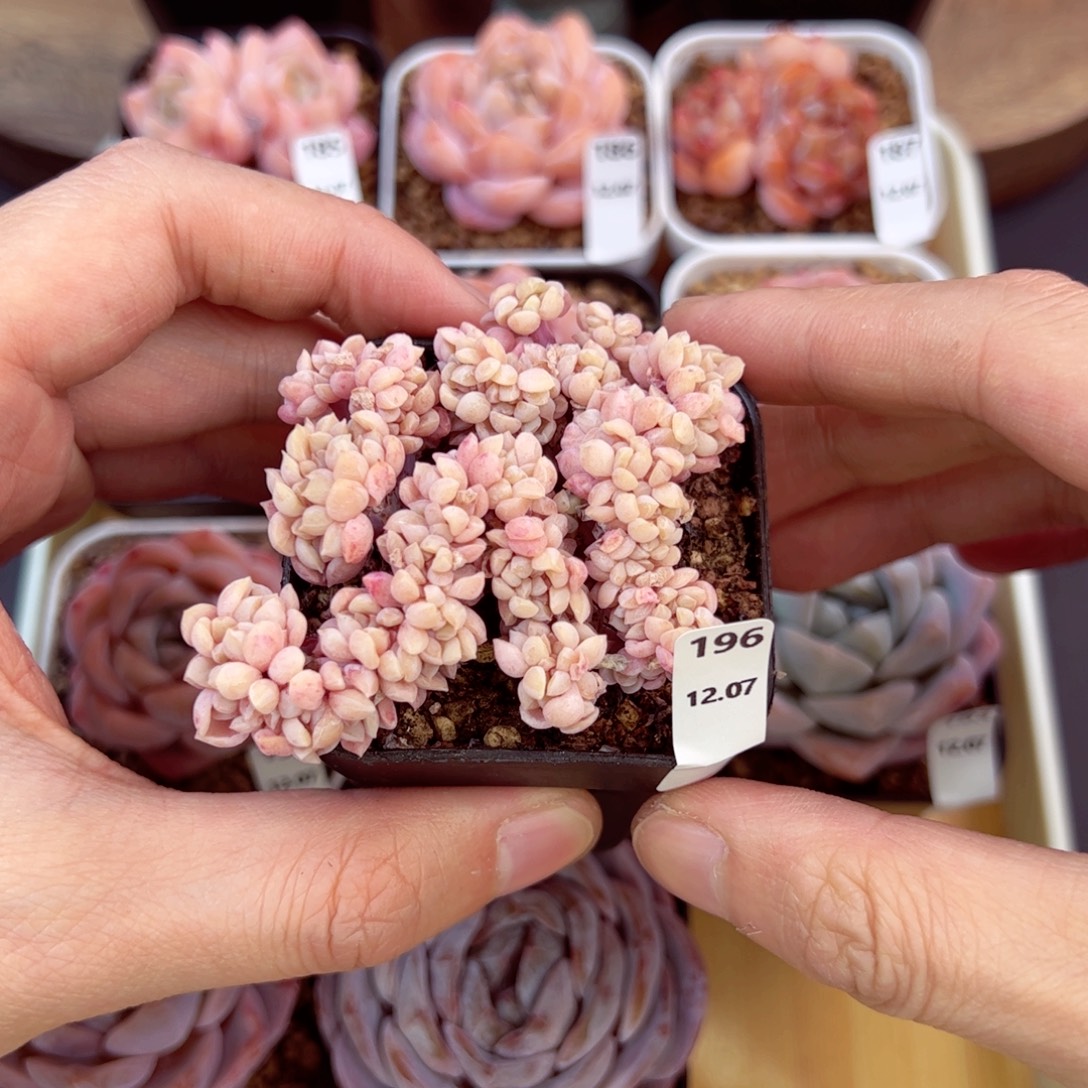 好好看196、下波福利