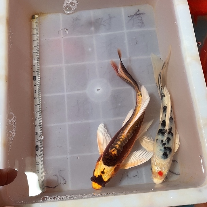 蝴蝶鲤鱼渔场直发63