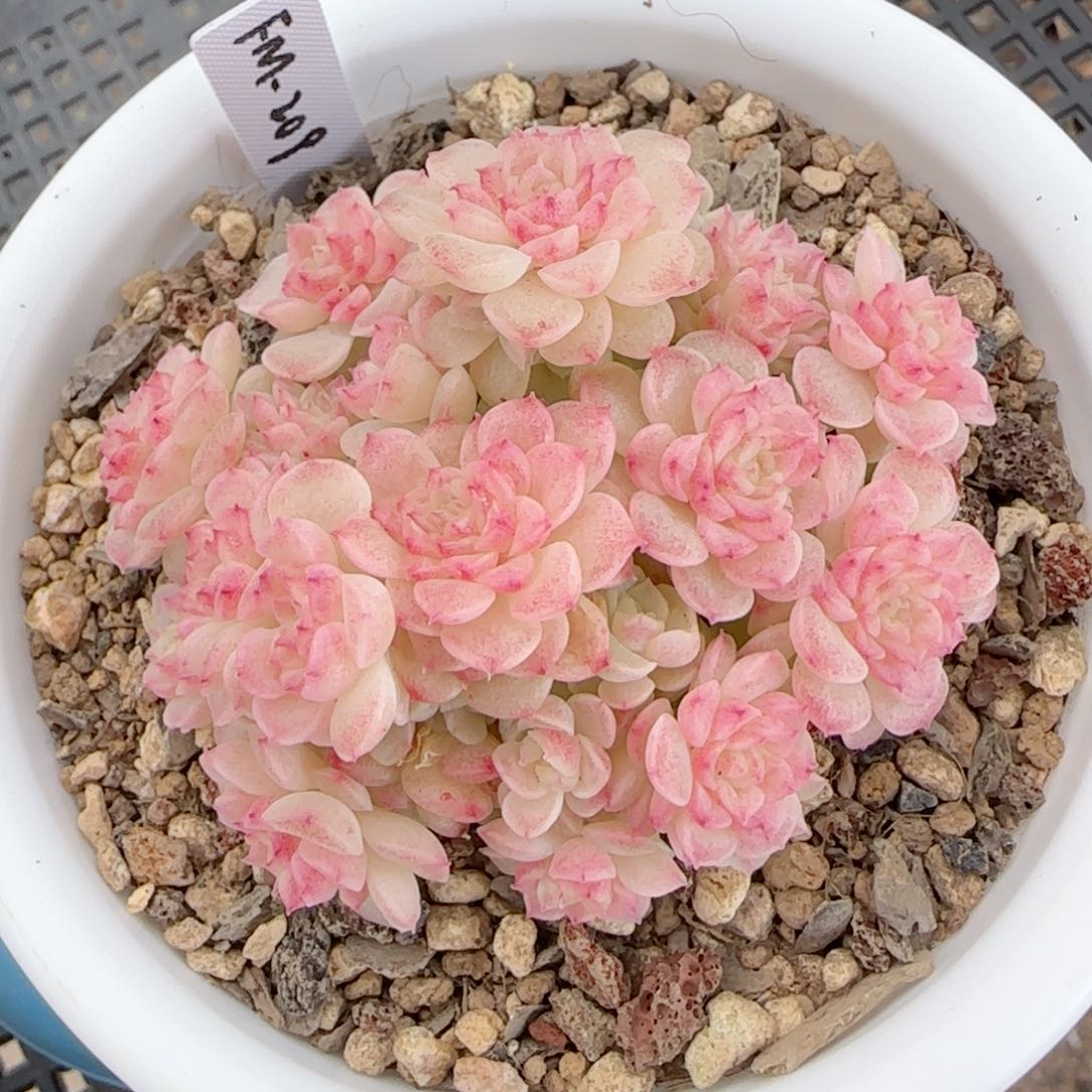 【闪购商品】0127-68（fm-209）