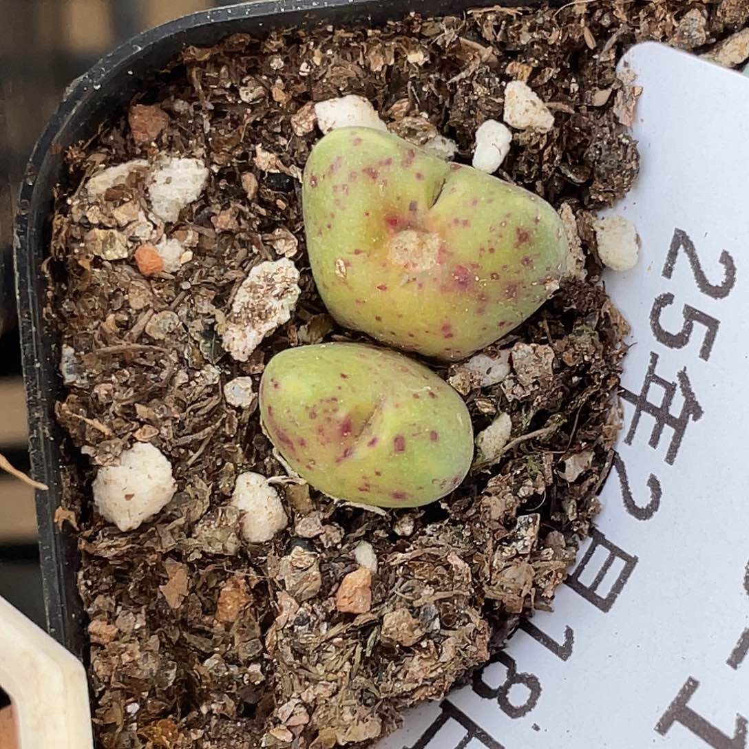 18-109麋鹿角多肉植物