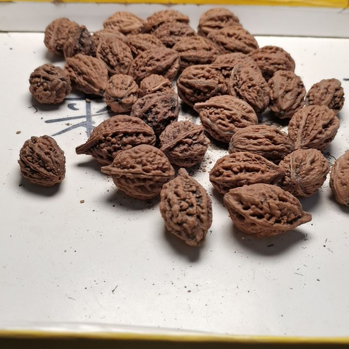 文玩核桃手串贪***子东北秋子异型籽40
