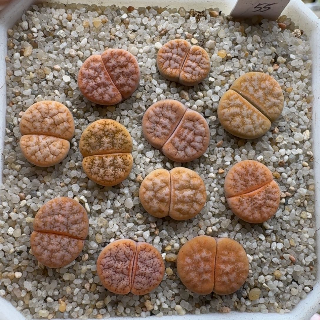 1219-018拿铁生石花花花