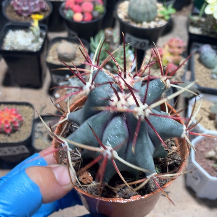 765实生狂刺姜守玉