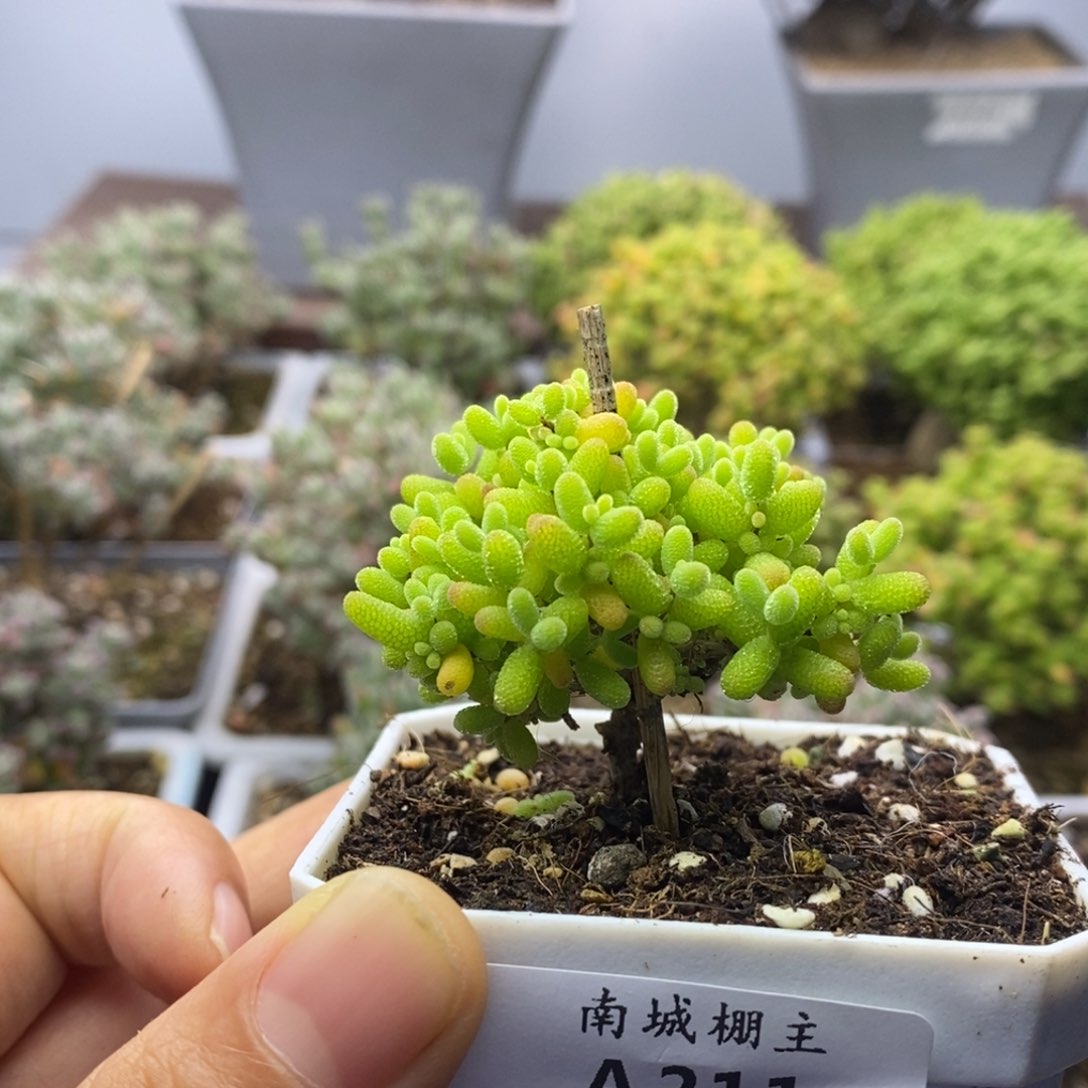 211蜜橘糖球枝干番杏