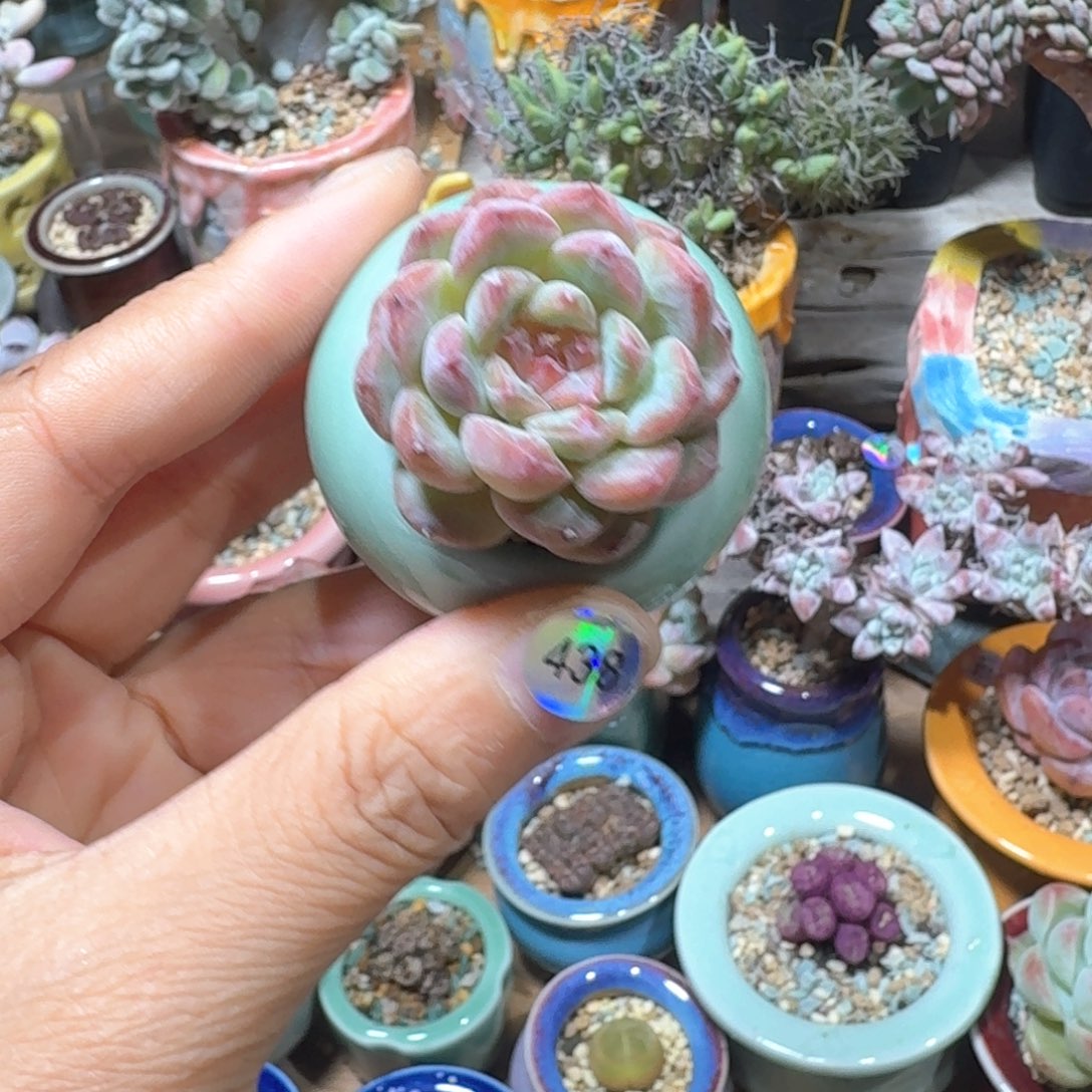 多肉含盆土30元包邮➗偏远地区438