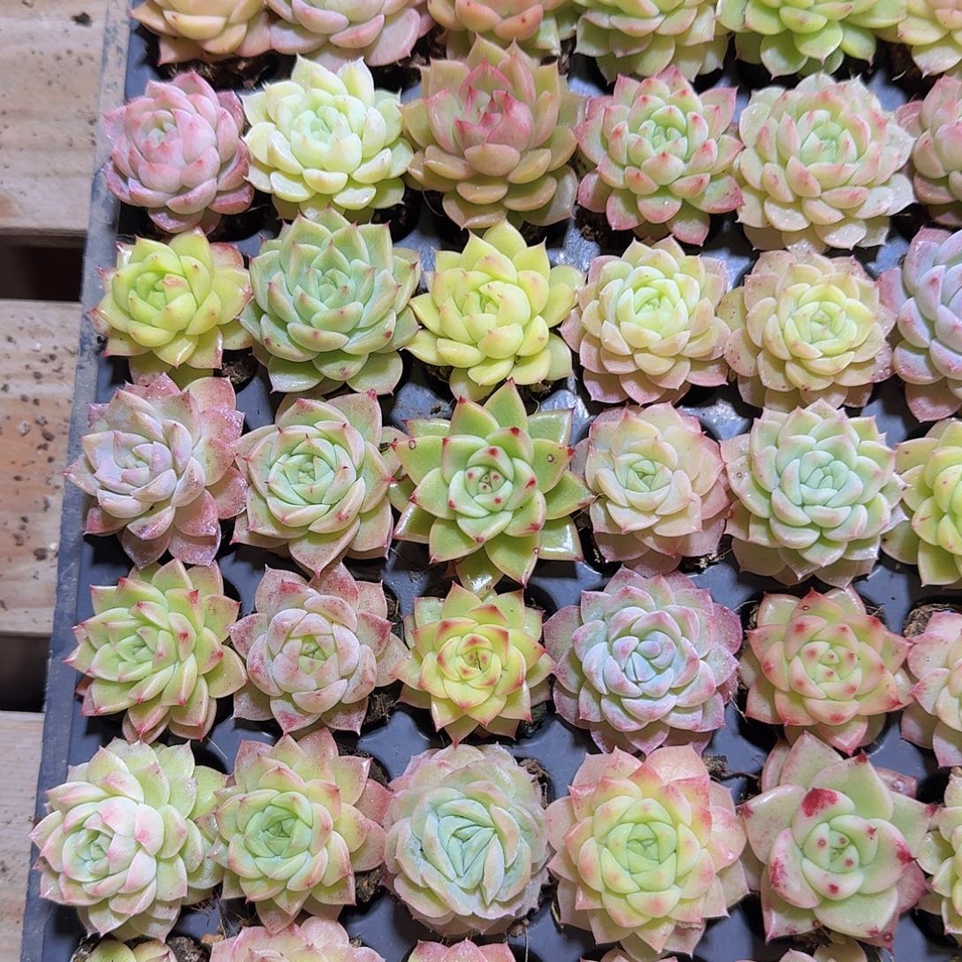 直播福利一物一拍89