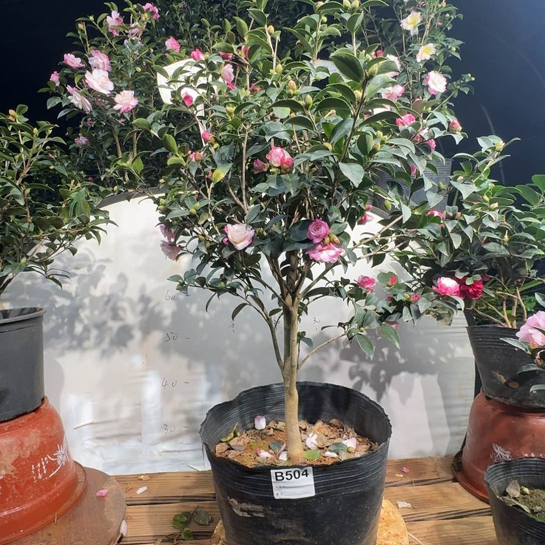 无花朵504英八188茶梅