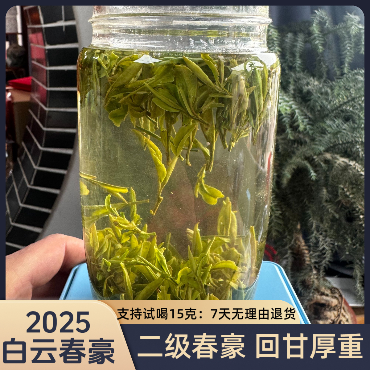 ~2025新茶  明前白云春豪 （龙井43号鲜叶）#468