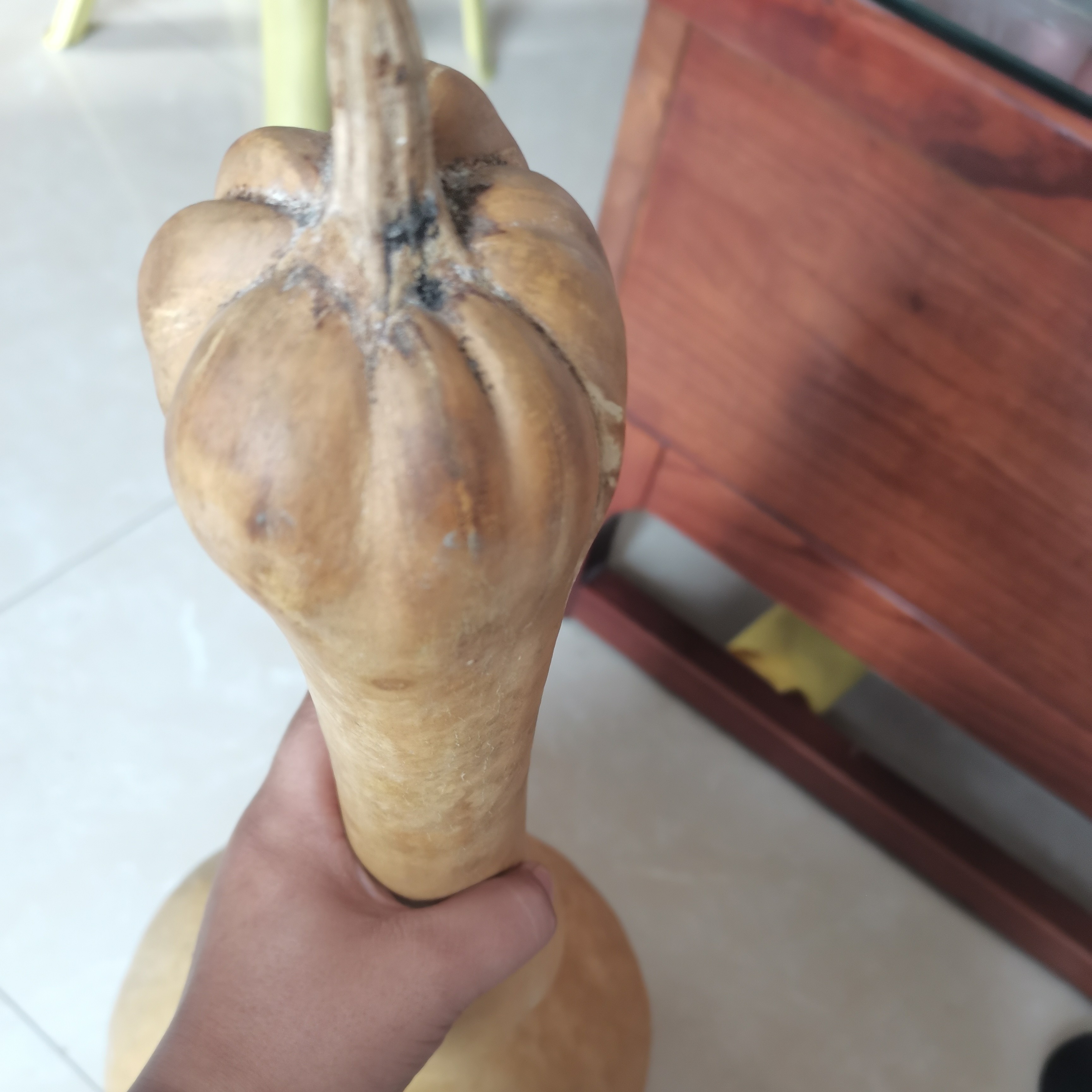 特大花头八宝种子