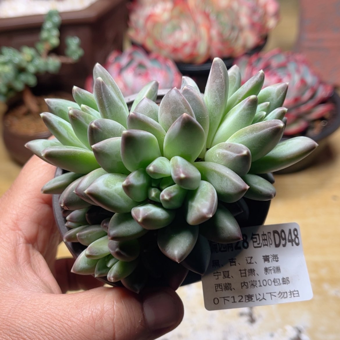 【闪购商品】948青花瓷