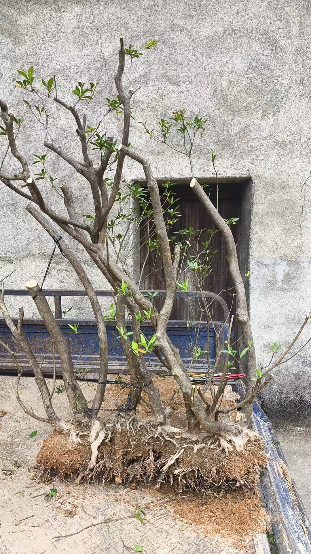 一物一拍毛鹃桩花色鲜艳漂亮
