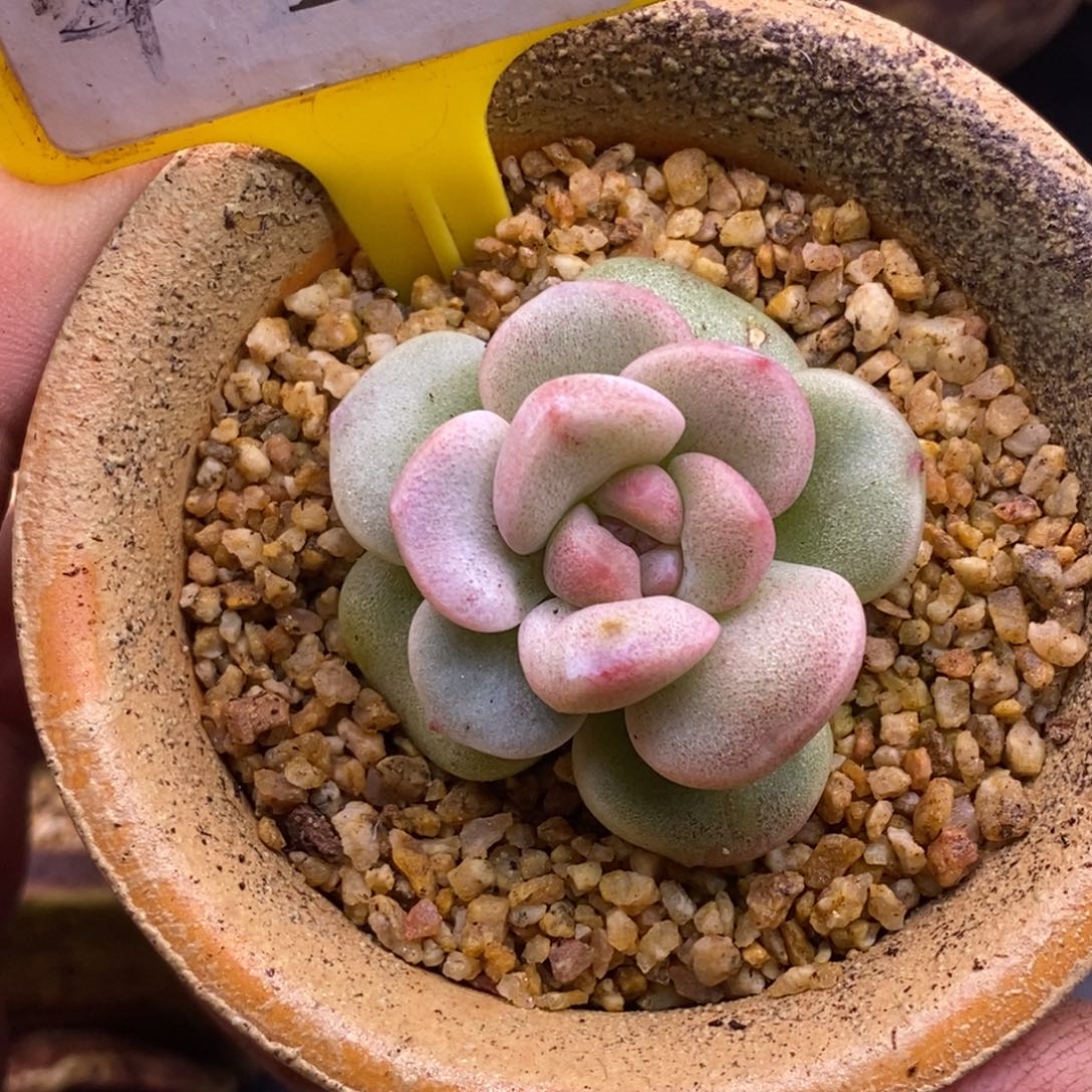 312冰玉石化糖心拉丝红锦