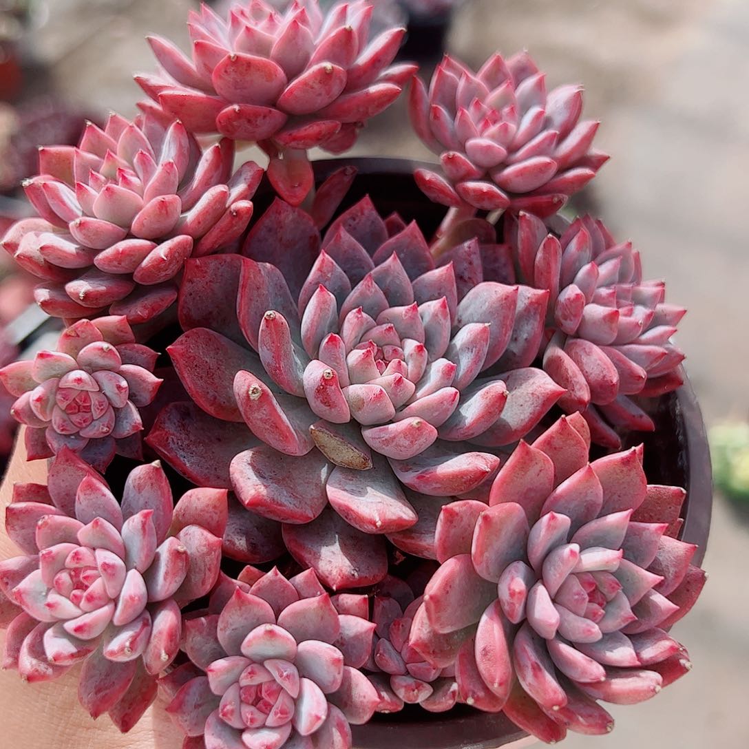 霜花多头造型精品特价