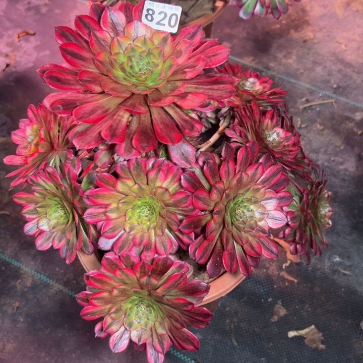 祝融820多肉法师一物一拍