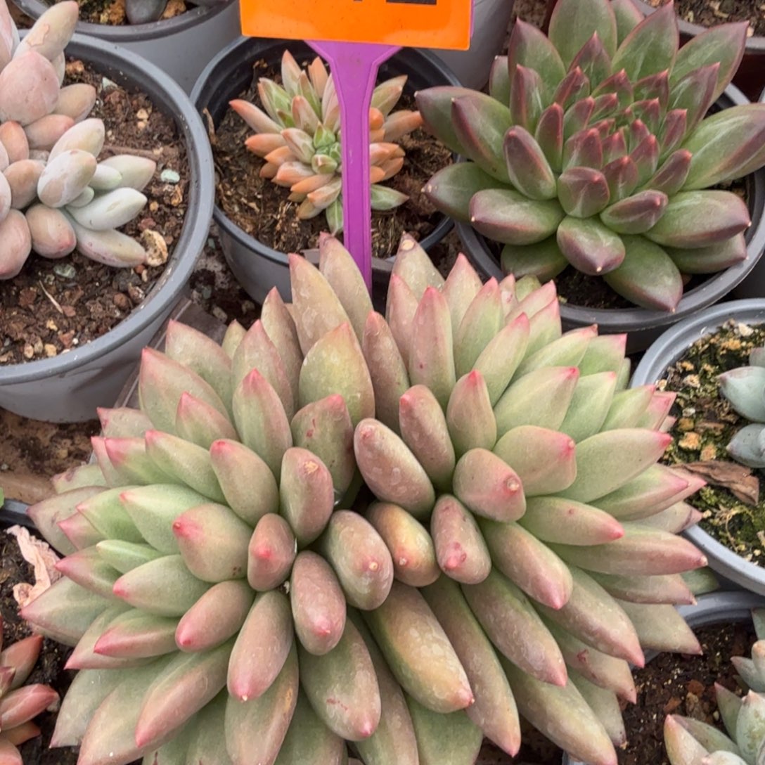 吖***妹多肉植物米其林412