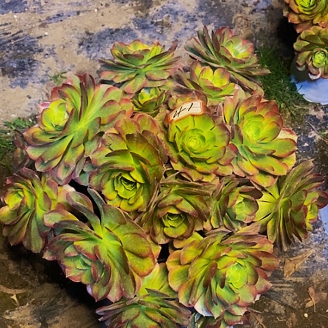 奶白老桩绣球41链接