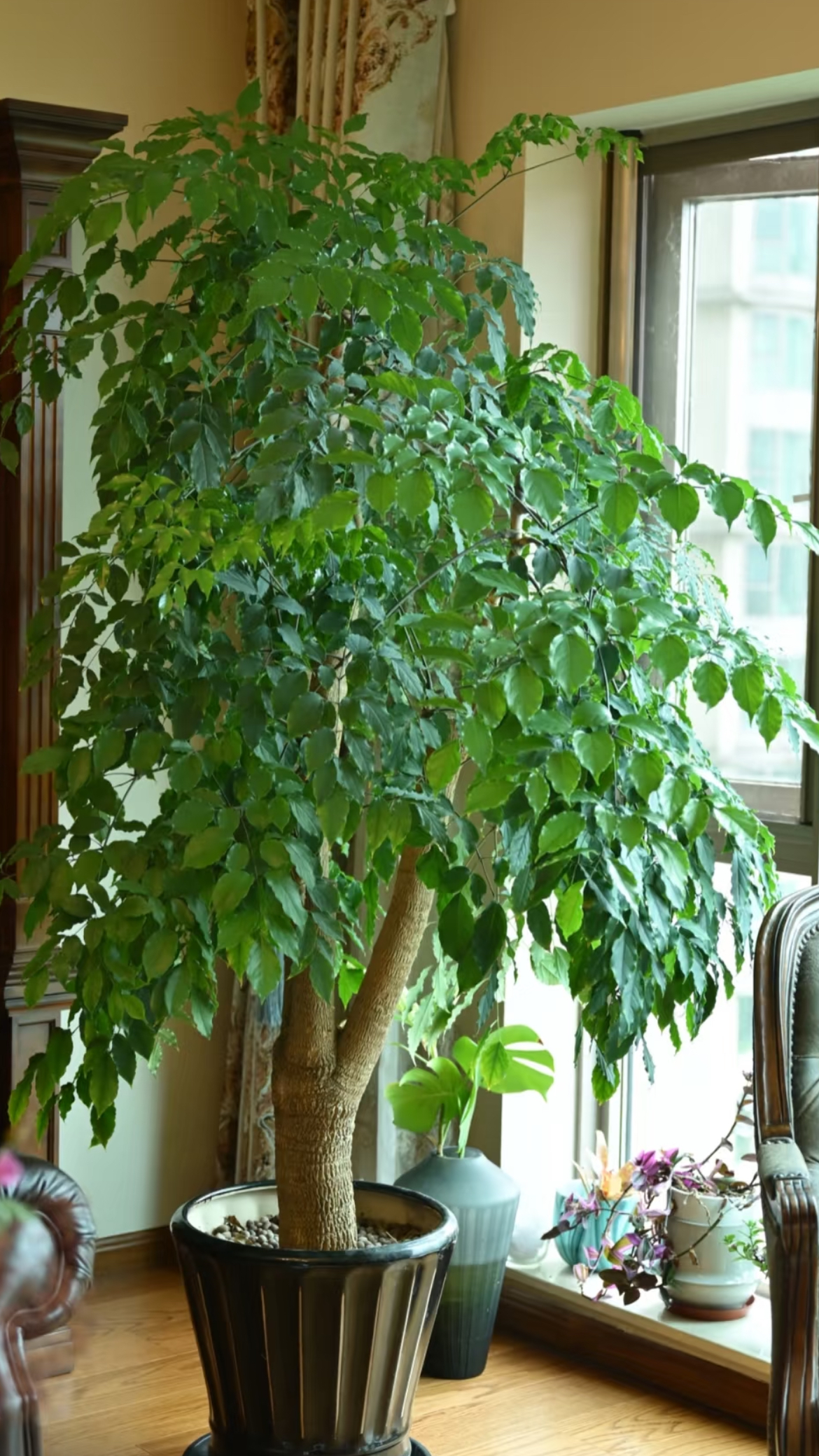 老桩幸福树大盆栽净化空气好养绿植