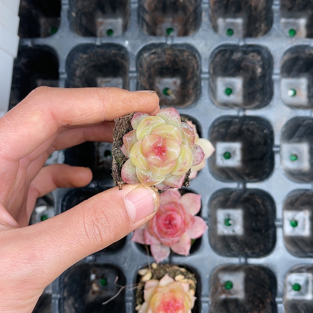 多肉一物一拍25-143