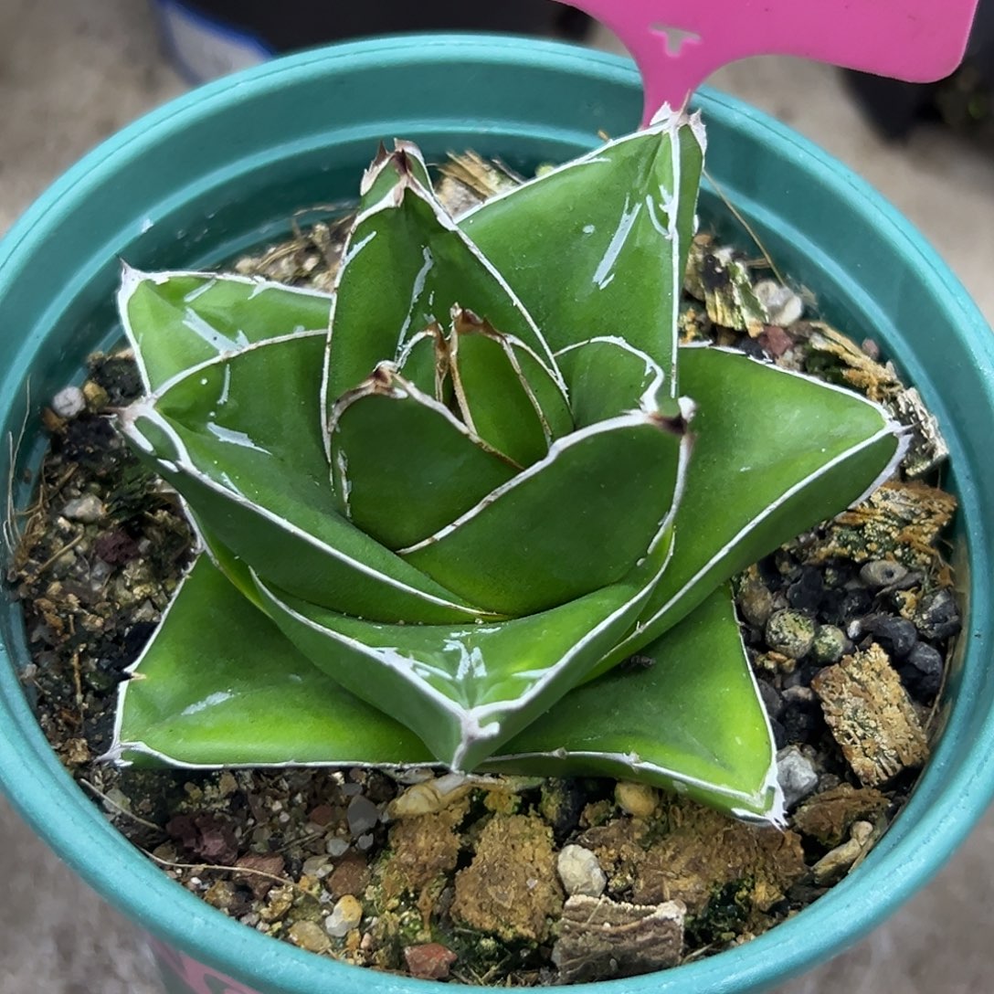 桃太郎一物一拍偏远不包邮不退不换