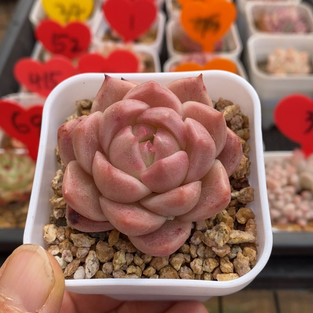 精品多肉一物一拍不包整62