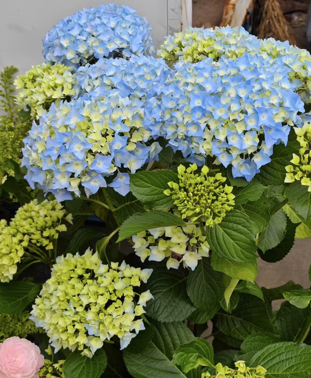 【大海蓝】大花绣球多花头起带花带花苞大花型多季节