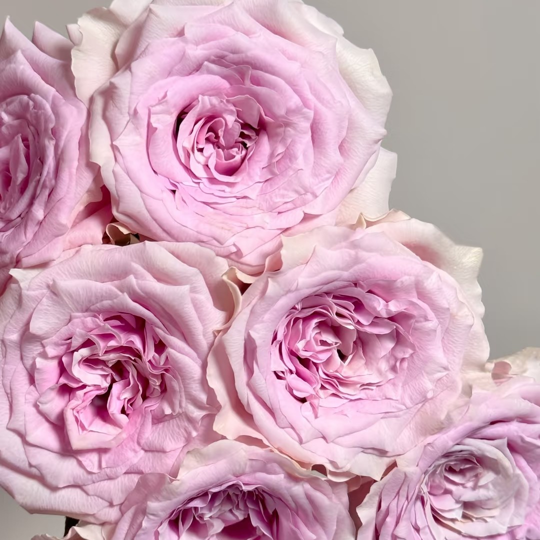 粉钻单头玫瑰20枝，昆明斗南顺丰直发