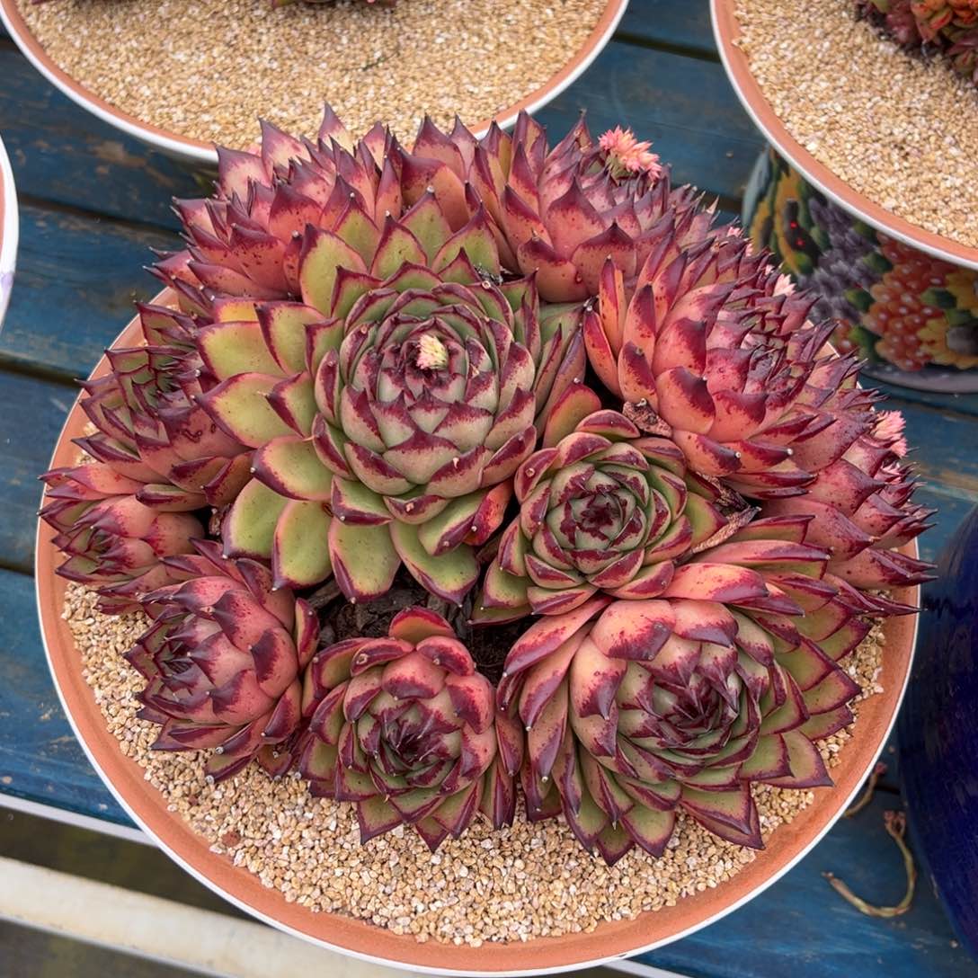 从前慢多肉精选编号0207.原始伊丽莎白