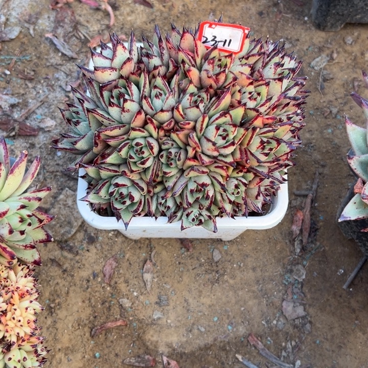 花***花精品多肉植物老桩